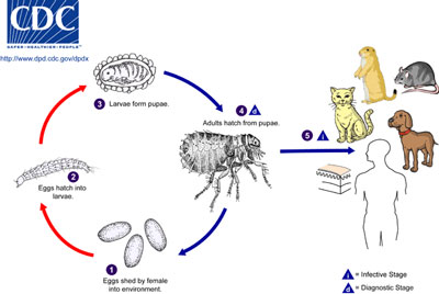 bed bug life cycle