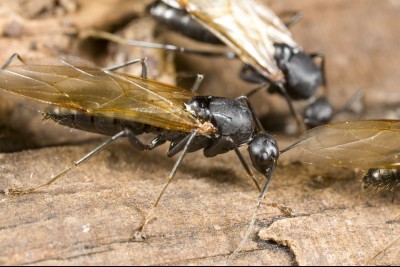 carpenter ants infestation - northern bc pest control