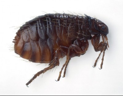 flea - flea removal extermination pest control prince george